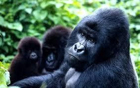 There are only around 900 mountain gorillas left in the wild in Africa 