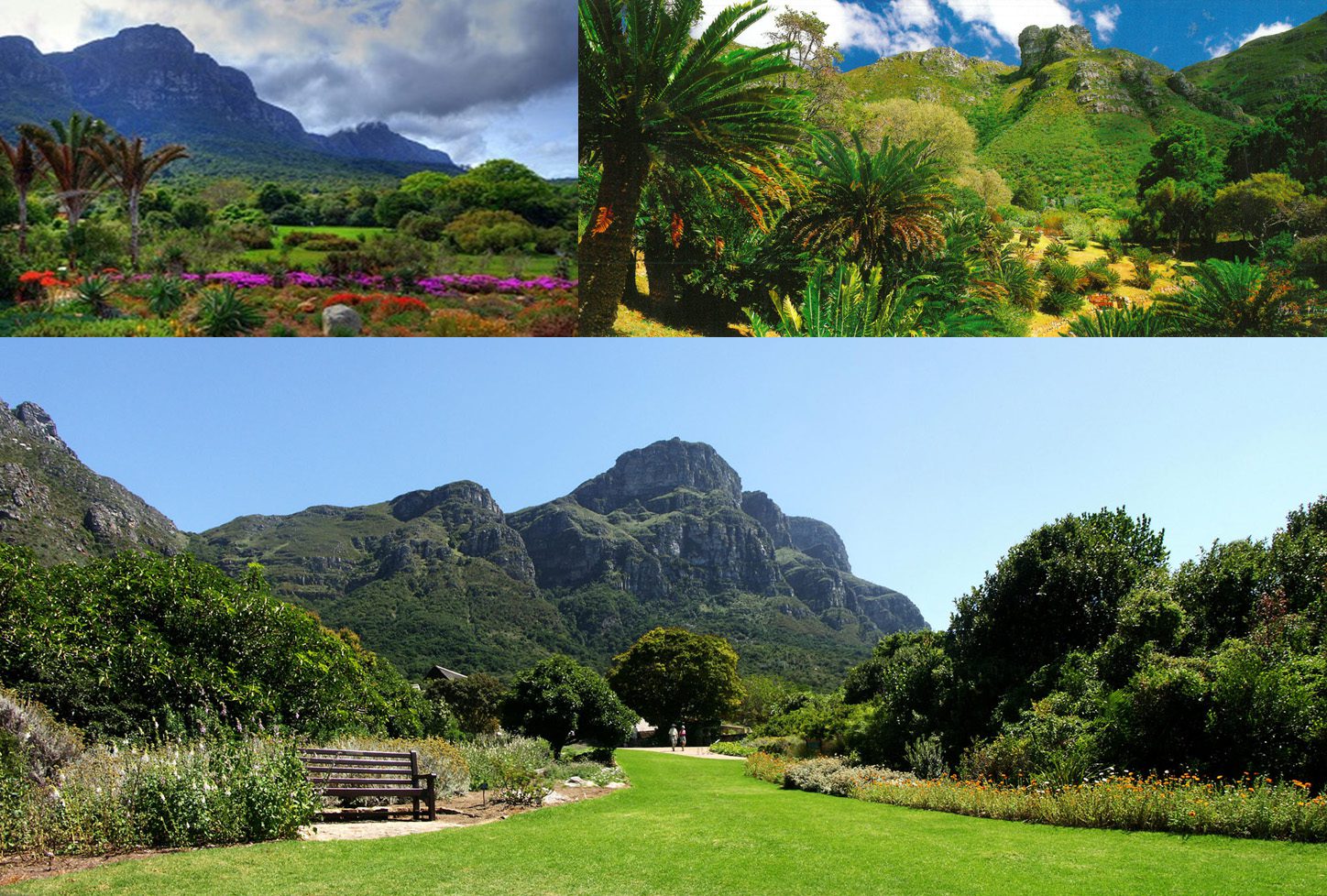 kirstenbosch