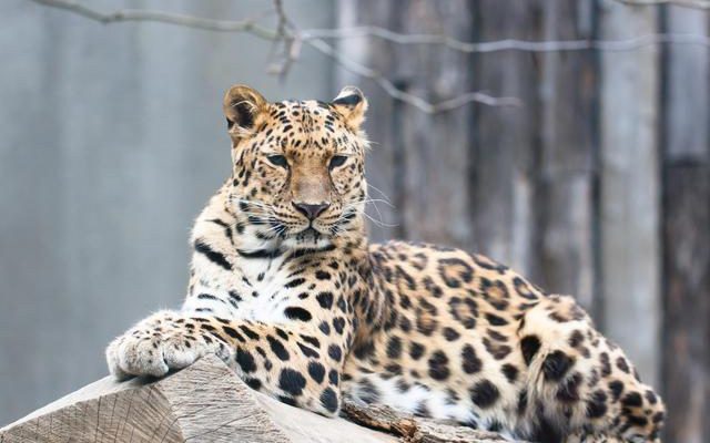 Amur leopards are one of the most threatened species in the world 