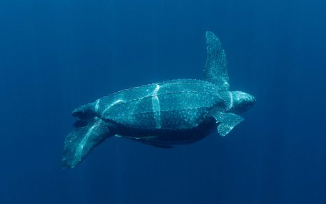 Leatherback turtles often get caught in fishing nets and developments have encroached upon their breeding grounds